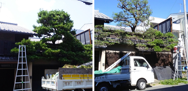 北区紫野　松の葉むしり剪定