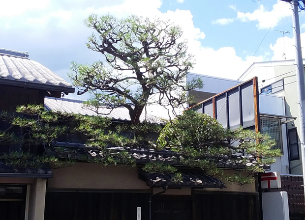 北区紫野　松の葉むしり剪定