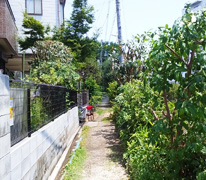 ビワの木とキンモクセイの剪定業